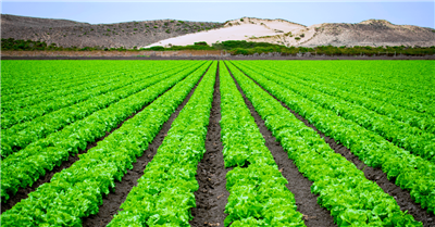 Bergamo |  Agricultura e diritto al cibo
