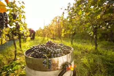 Made in Italy Organic Wine & Spirits - Online B2B Meetings
